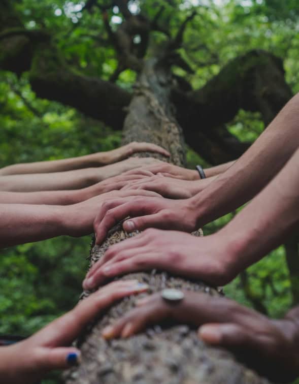 mains-equipe-sur-arbre-shane-rounce